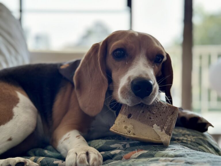 10 Things Your Dog Can Sense About You