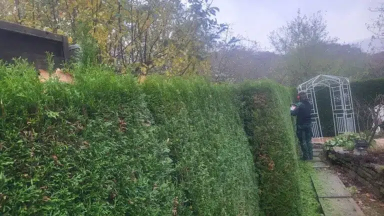 Dead or Overgrown Landscaping