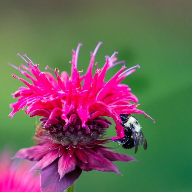 These Pollinator-Friendly Plants Filled My Garden With Bees, Butterflies, and Hummingbirds