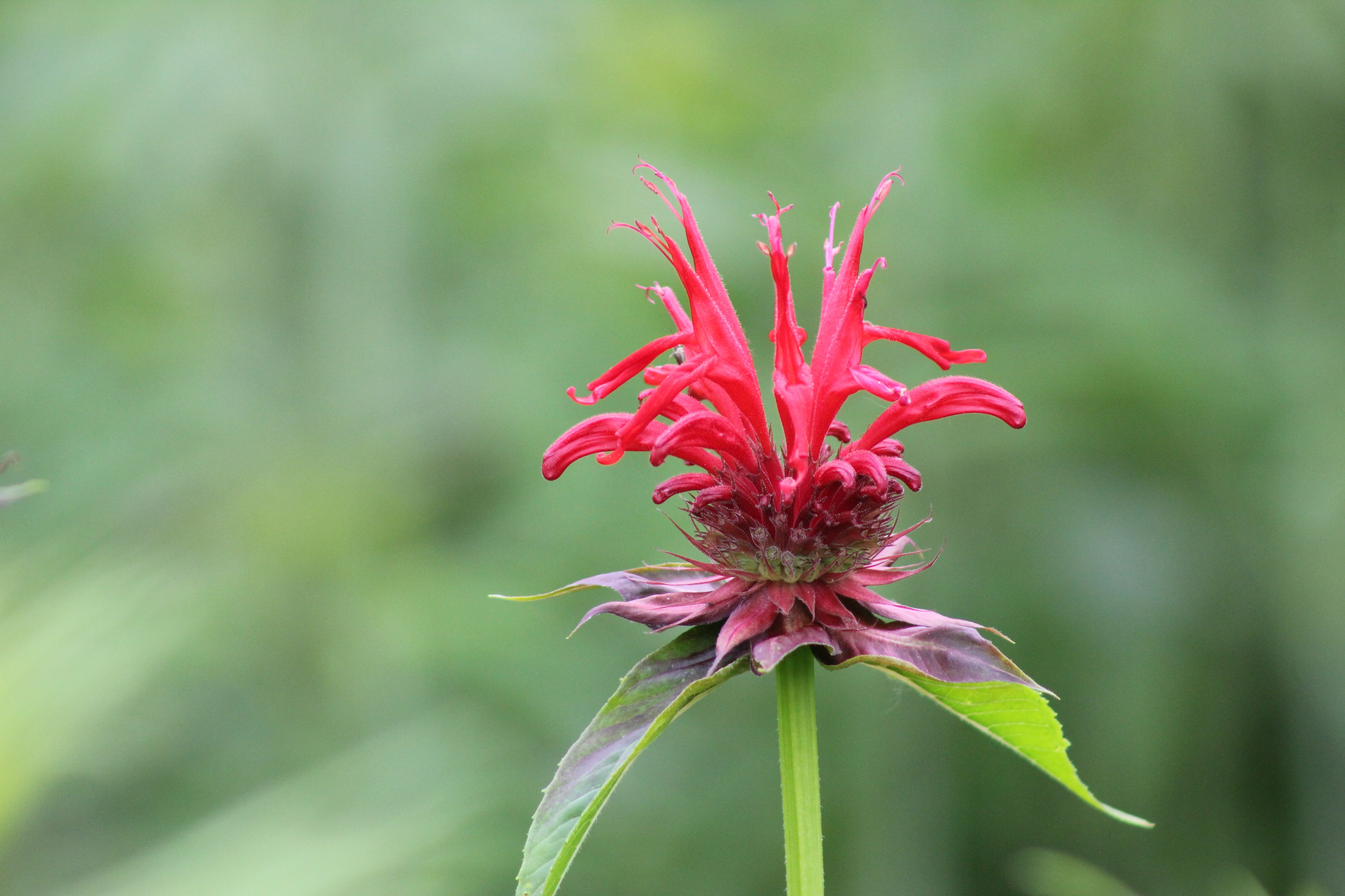Bee Balm