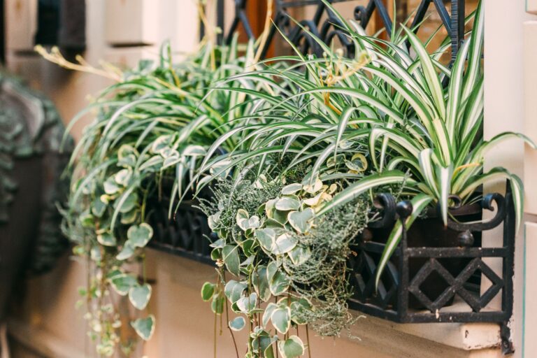 Spider Plant
