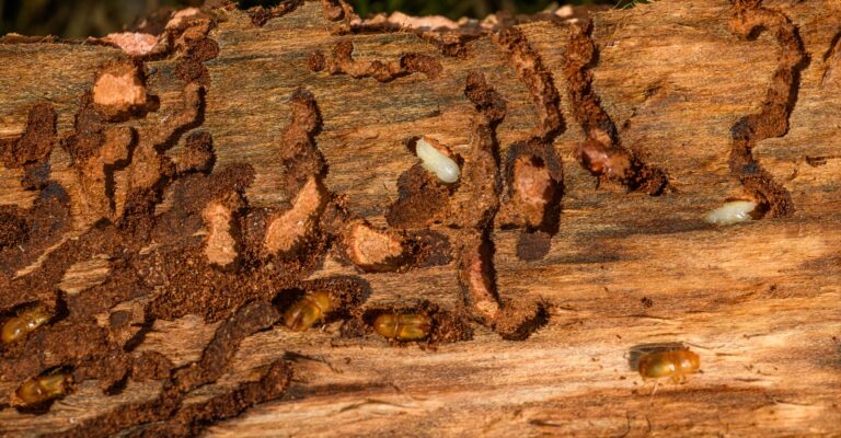 Termites