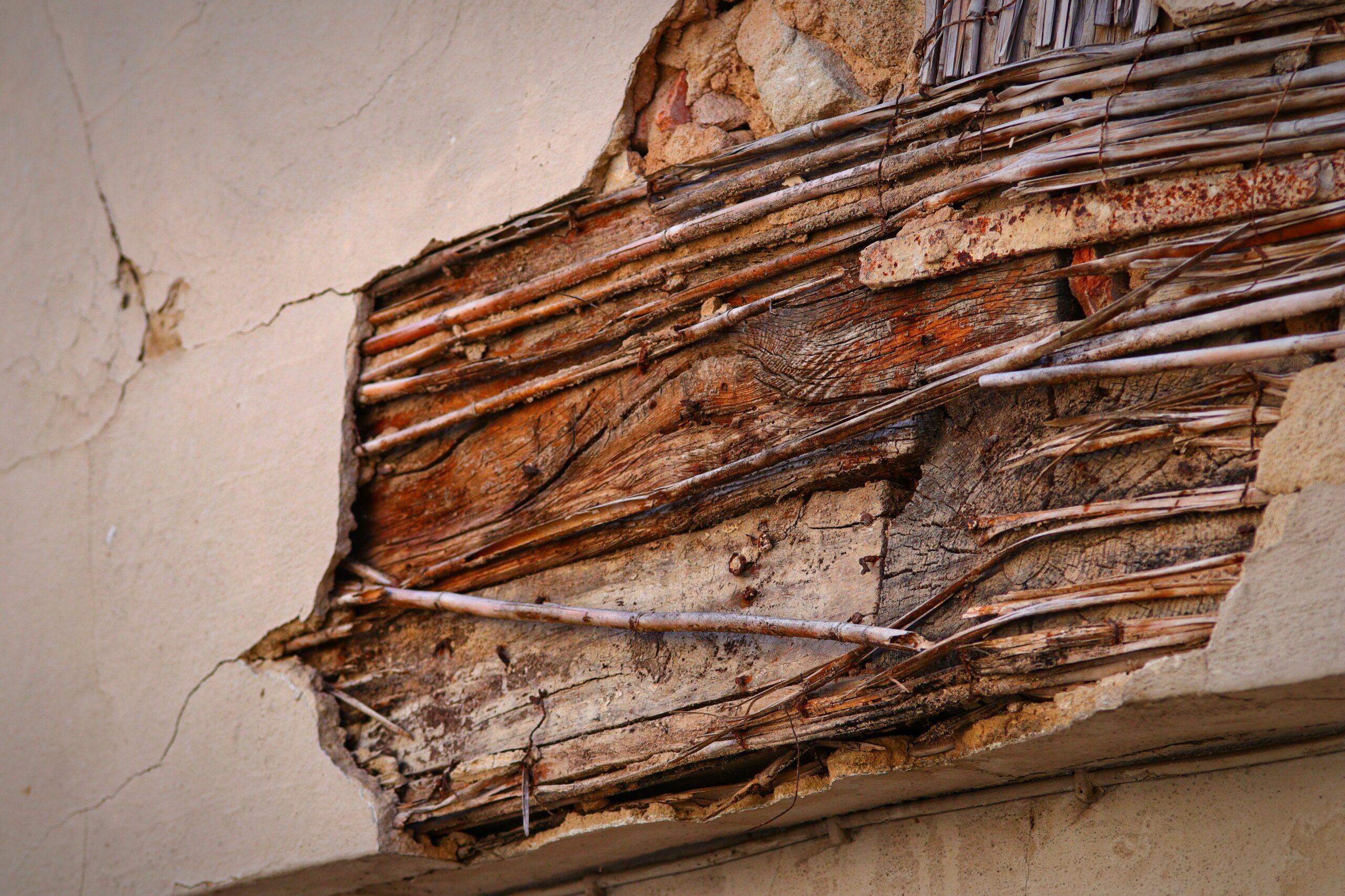 Termite and Pest Damage