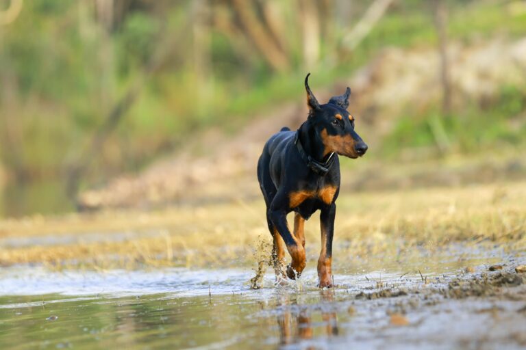 Doberman Pinscher
